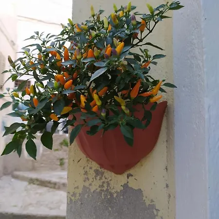 La Casa Nel Vicolo *